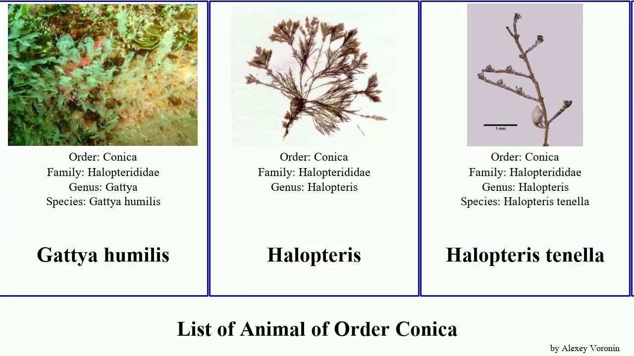List of Animal of Order Conica featuring humilis tenella obliqua ramosa Corhiza Nemertesia Gattya