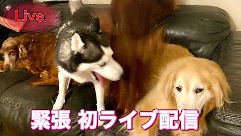 子なし夫婦と大型犬 Youtube 子なし夫婦と大型犬 Youtube