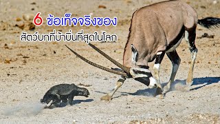 6 ข้อเท็จจริงของ 'ฮันนีแบดเจอร์' สัตว์บกที่บ้าบิ่นที่สุดในโลก