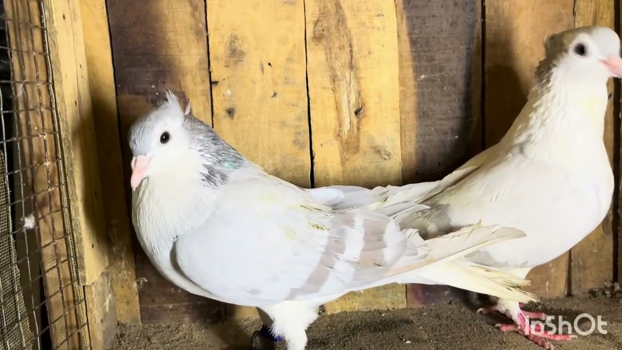 😱😱Quality Sharazi big pairs for sale location Saidabad ￼ 