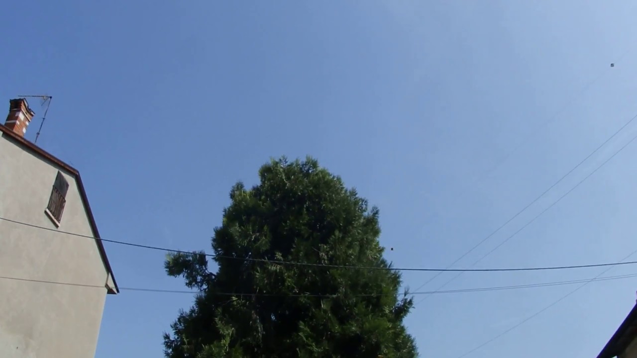 Calocedrus decurrens @ Ostiglia IT