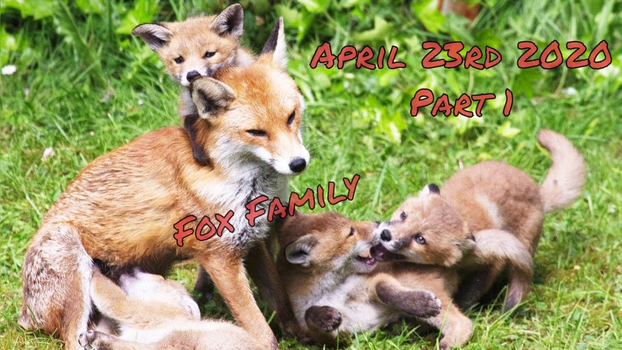 Those are foxes. Лиса с лисятами. Семья лисы. Лисята с папой и мамой. Лисенок и Волчонок.