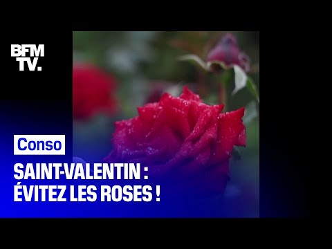 Vidéo: Vente De La Saint-Valentin Rosepops: Ces Roses Vivront Pour Toujours Comme Votre Amour