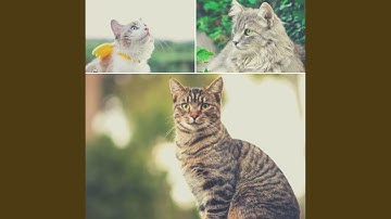 Fun Backdrops for Mysterious Cat