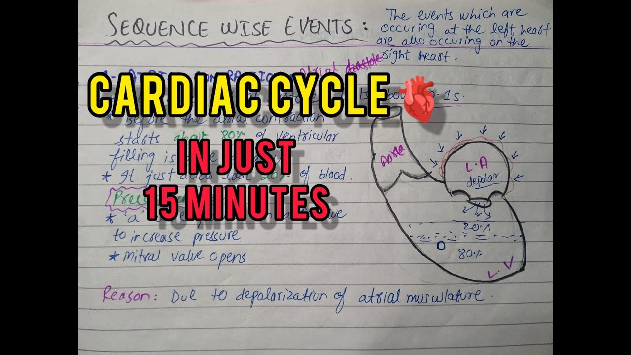 Cardiac Cycle | Pharm.D | Systole & Diastole | Cardiovascular System ...