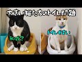 大きい猫たちに大きいトイレをプレゼントしました。