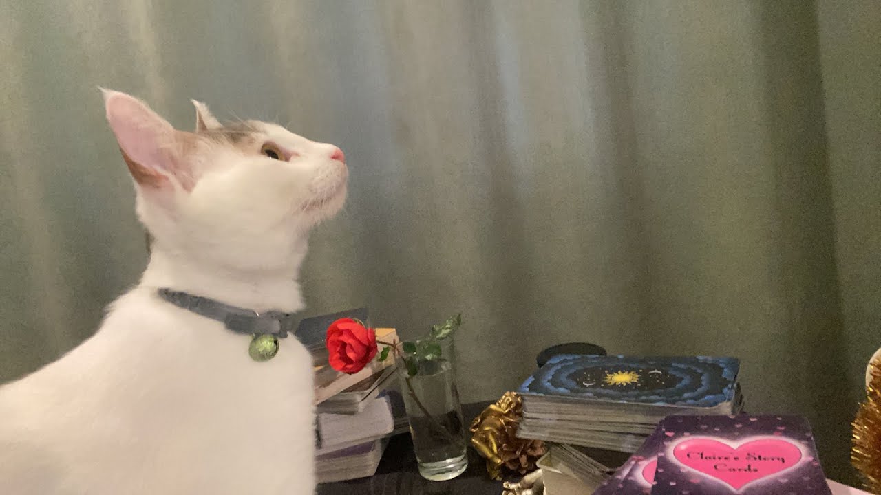 Aklımdaki Kişi Hayatında Neler Yaşıyor?Aramızdaki 3.Kişiyle neler olacak? Tarot @aysegulerginvlog