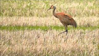 Sandhill Crane (Grus canadensis), Northeast Montana, USA