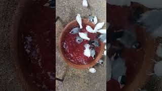 java bath tub # informative  Videos See My Channel Net Worth