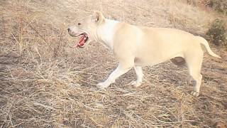American Staffordshire Terrier Princess.avi