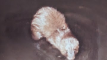 The Forgotten Mink Knowledge. #minktrapping #wildlifecontrol #trapping #trapper