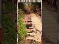 DEAD TRAP BRIDGE IN ENUGU STATE #shorts #trending #youtubeshorts #viral #humour