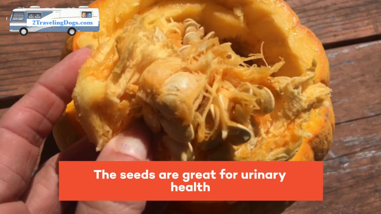 Is Pumpkin Good For Dogs YouTube is-pumpkin-good-for-dogs-youtube