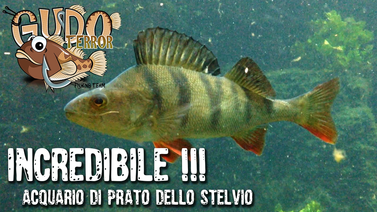 GUDOTERROR Acquario Prato allo Stelvio - vacanze di pesca