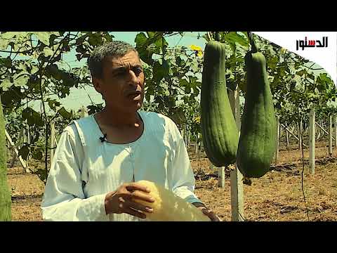 فيديو: زراعة نبات الجعة الجذرية - كيف يتم استخدام مصنع جعة الجذر