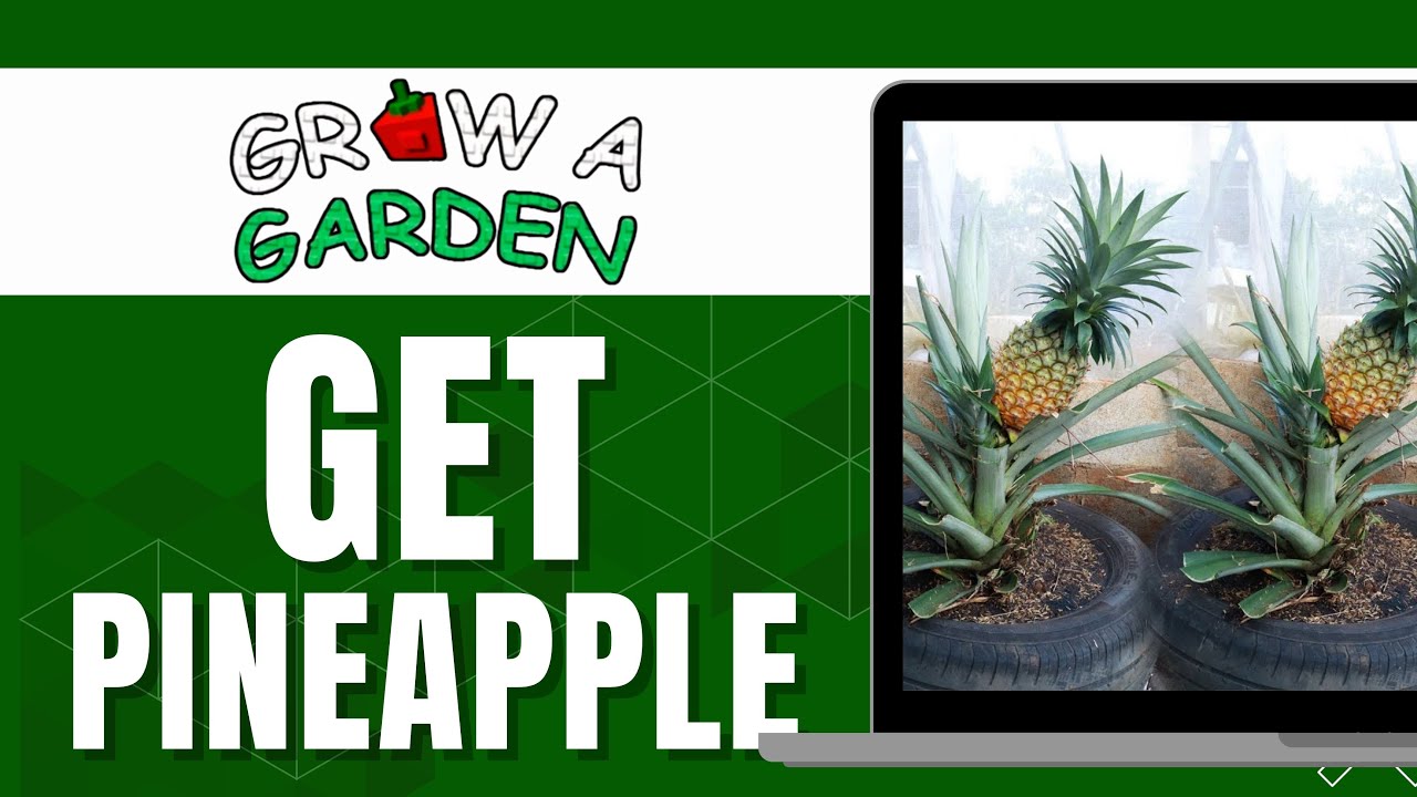 HOW TO GET PINEAPPLE IN GROW A GARDEN - YouTube