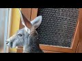 Video Talking about Kangaroo and a Wallaby!