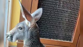 Video Talking about Kangaroo and a Wallaby!