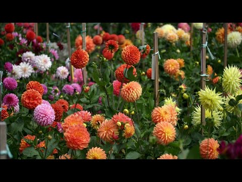 Video: Dahlia-insectenplagen - Leer over het behandelen van plagen die Dahlia's aantasten