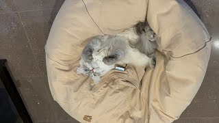 Siberian cat plays with cat dancer toy by Aegon Cat 441 views 2 years ago 3 minutes, 5 seconds