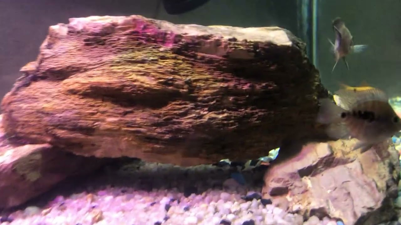 4 feet tank