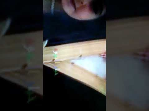 وله السحيم رمز للعرب الله يا الابداااع