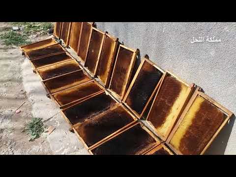 فيديو: حفظ النحل في كراسي التشمس