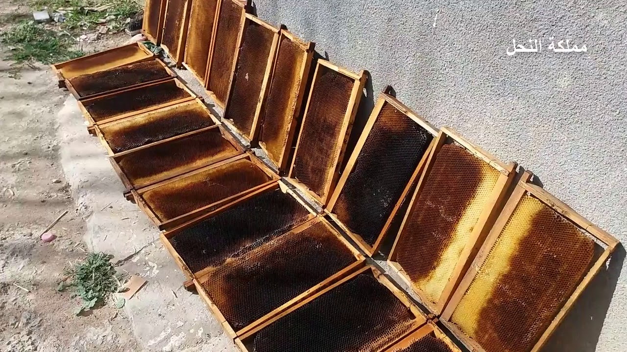 تعريض الإطارات الشمعية لأشعة الشمس قبل إعادة إستعمالها