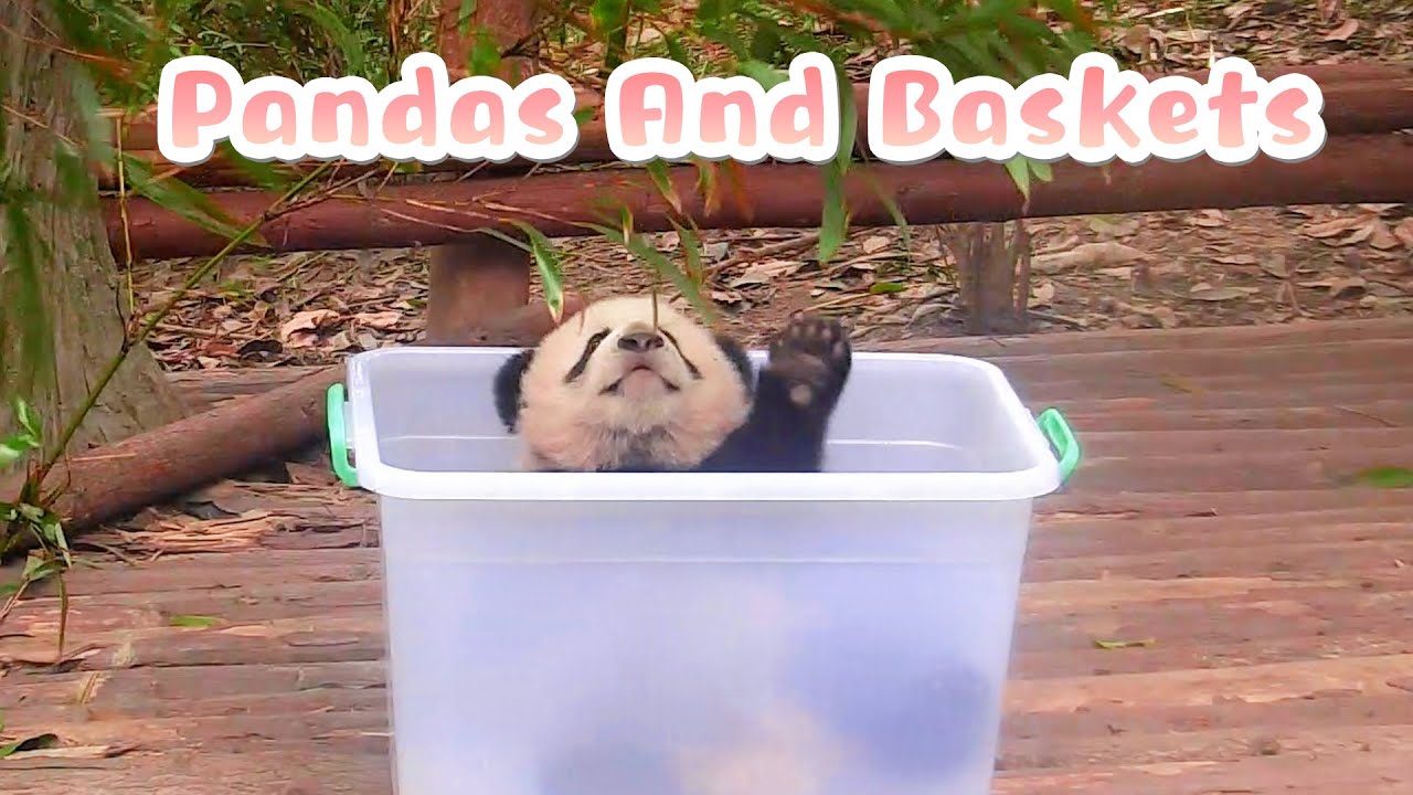 A Magic Tool That Can Summon Pandas | iPanda