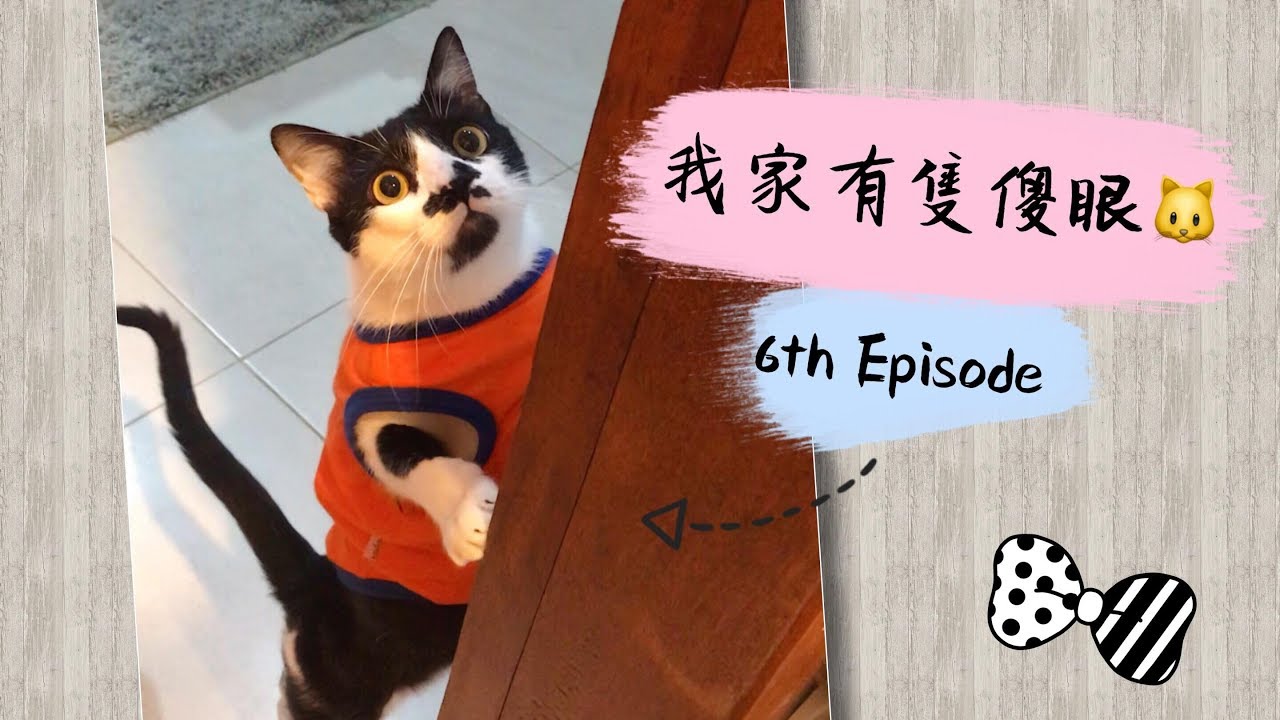 第6集 我家有隻傻眼貓咪 賓士貓超愛玩橡皮筋 根本貓來瘋 Youtube