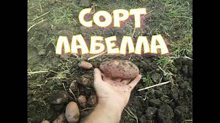 Уборка картофеля 2022 г.