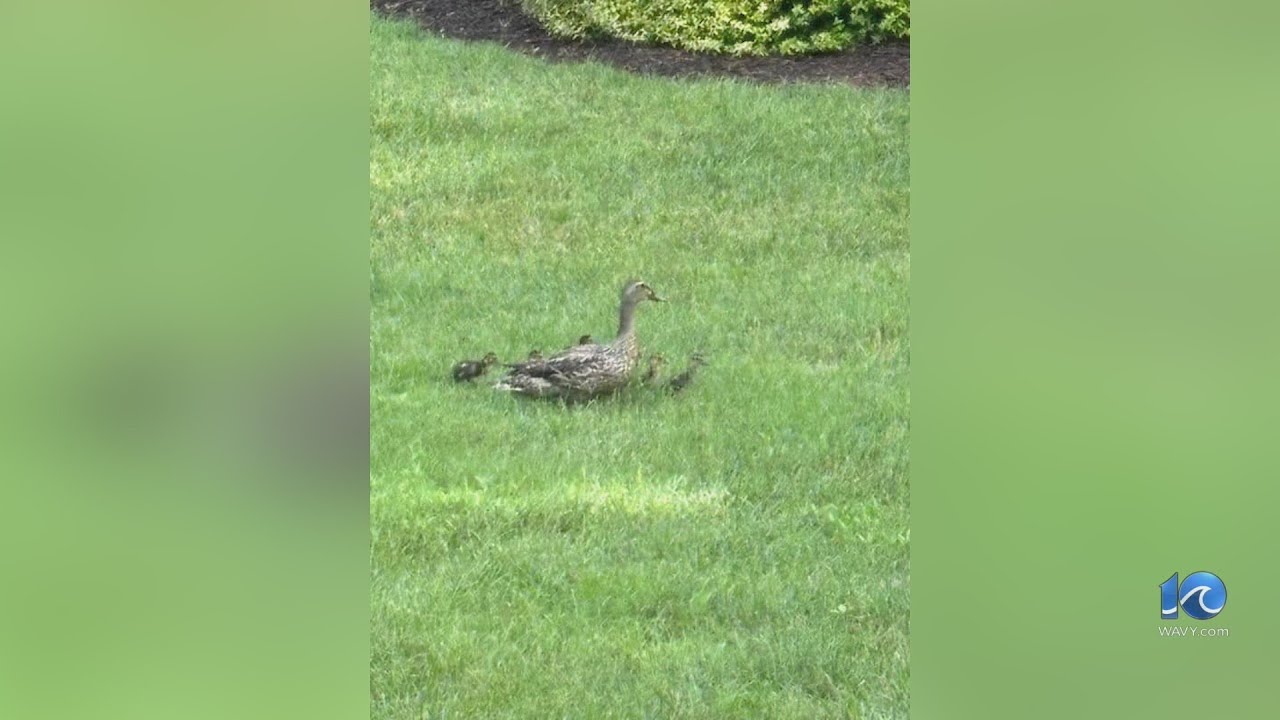 Ducklings rescued from storm drain in Suffolk - YouTube