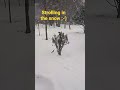 Strolling in the snow