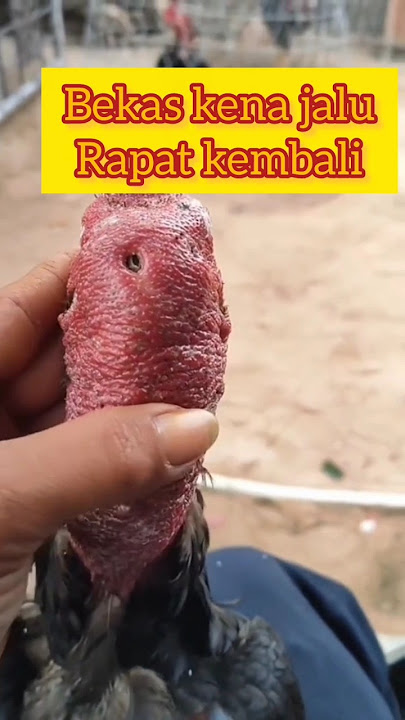 cara menyembuhkan luka bekas kena jalu part 3