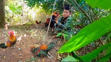 ต่อไก่ป่ายิ่งแค่6เม้ดyos hav zoov dib qaib qus nyob sab ບໍ່ແກ້ວ