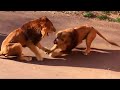 Amazing! King Lion vs King Lion,ㅣHunting Wild Animalㅣ Wild Animal Attacksㅣ사자 vs 사자