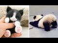 AWW Animals SOO Cute! Cute baby animals Videos Compilation cute moment of the animals #29