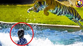 Survival Story: Watch This Tiger Attack and Be Left Speechless! by Koala TV 144 views 1 year ago 8 minutes, 2 seconds