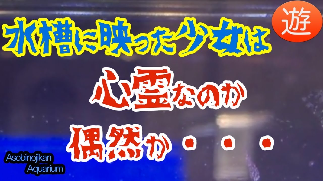 ガチャで買うペット アルテミア飼育１４日以降 ついに産卵か Youtube
