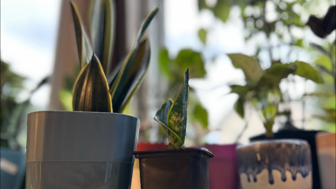 How to Separate Snake Plant Pups