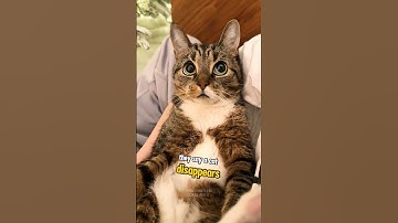 😿Signs Your Feline Friend Is Nearing the End #shorts #cats #catvideos #catshorts #cat