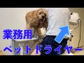 自宅で最強ドライヤー使ったら凄かった！　家でトリミング　アメコカとトイプードル　American Cocker Spaniel &Toy Poodle