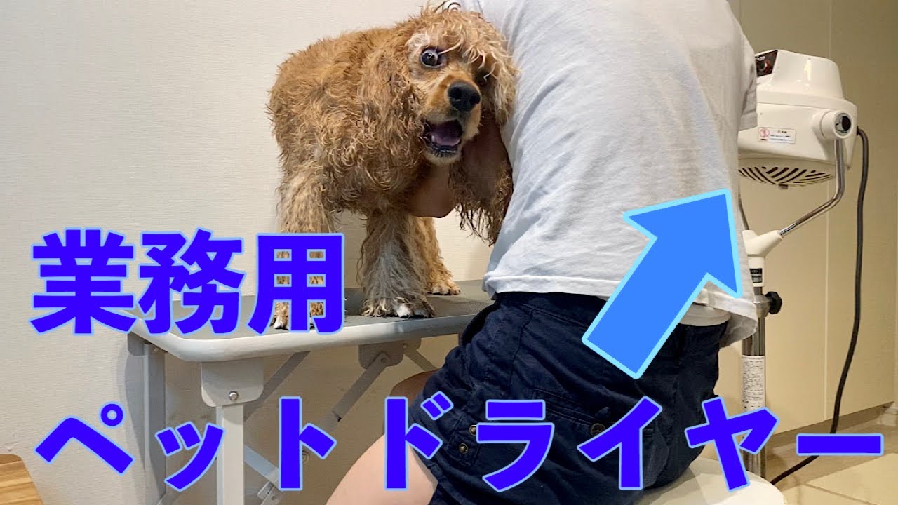 自宅で最強ドライヤー使ったら凄かった！　家でトリミング　アメコカとトイプードル　American Cocker Spaniel &Toy Poodle