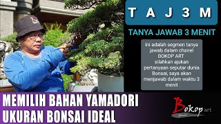 MEMILIH BAHAN YAMADORI dan UKURAN BONSAI IDEAL