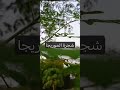 الشجرة المعجزة المورينحا #ytshorts #garden #زراعت #fruit #vegetables #نباتي #nature #gardening