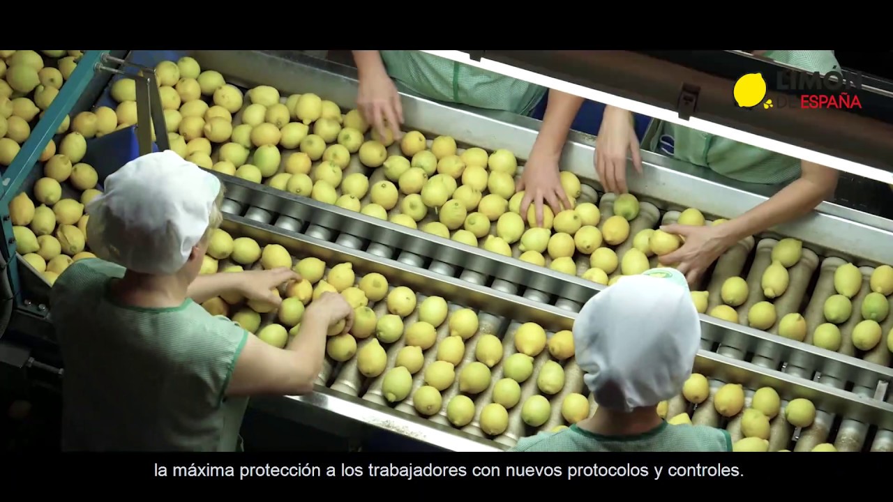 AILIMPO Reconocimiento al Sector del Limón® y Pomelo de España® ante el COVID-19.