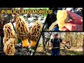 Morel Mushroom Hunting on Public Land! (Mushrooms, Native American Artifacts, and Snakes!)