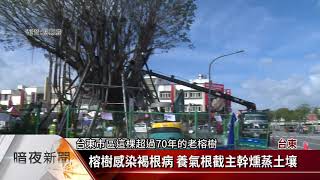 搶救罹病老榕樹 「截主幹架義肢」成飄浮樹【客家新聞20201126】