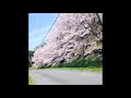 小川鈴オリジナルソング「青い春の風」