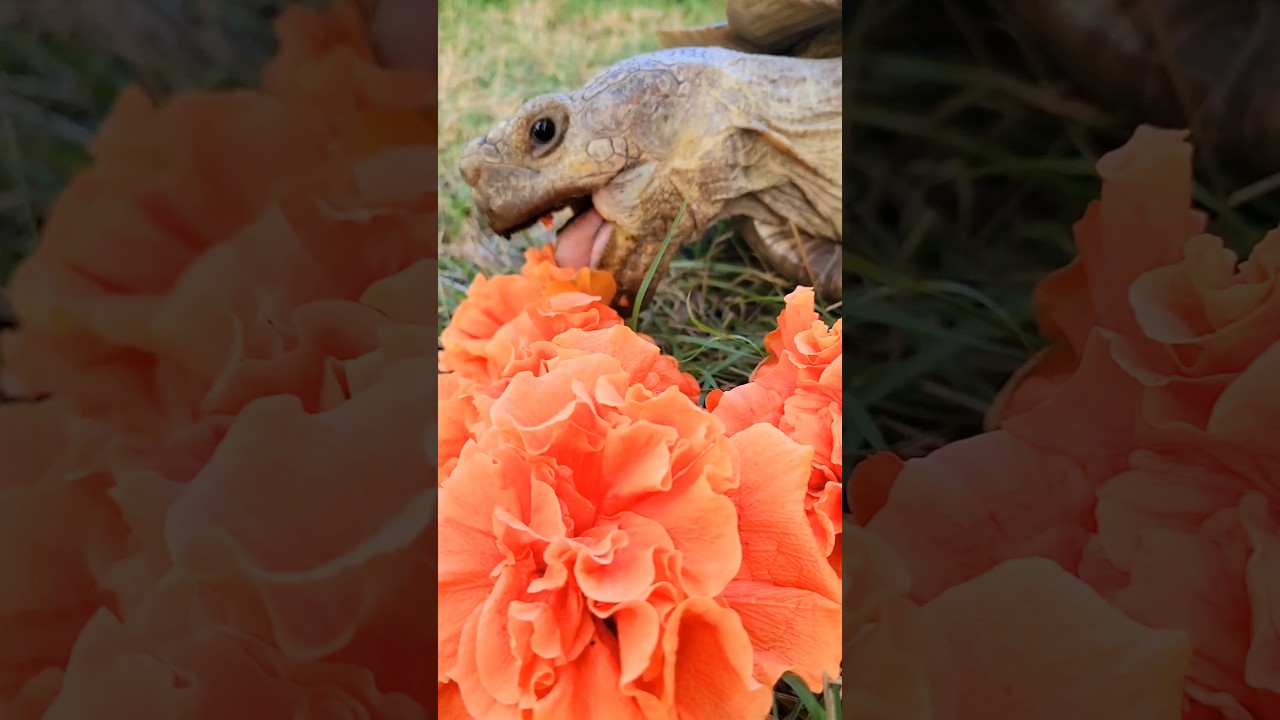 Flower Munch!    
